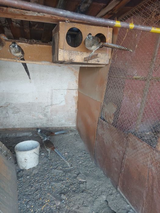 Алмазный молодые самцы