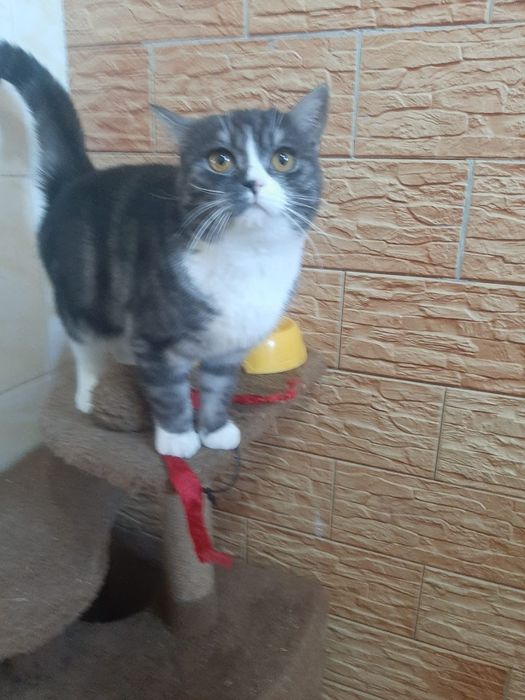 Британская девочка!