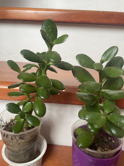 Толстянка денежное дерево!