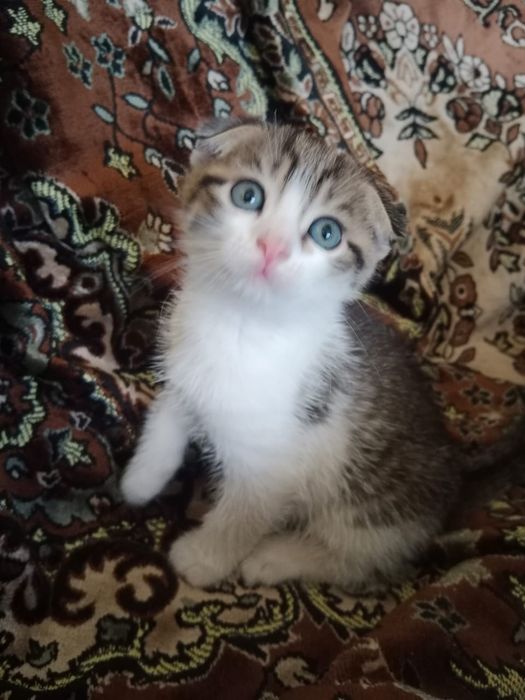 Отдам котят в хорошие руки