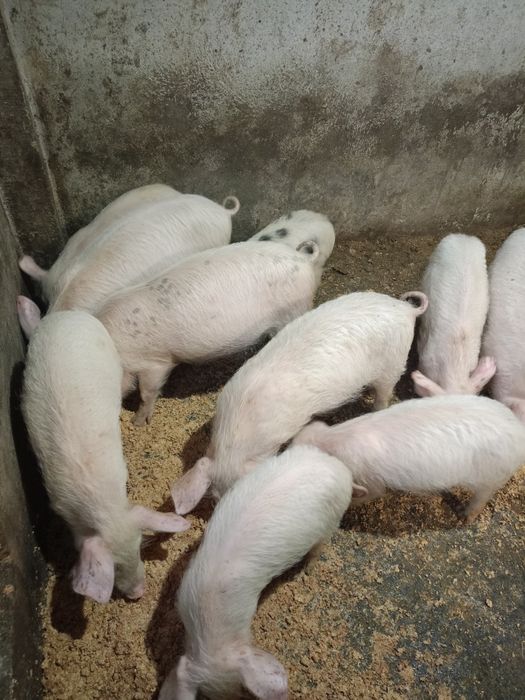 Малки прасета на три месеца