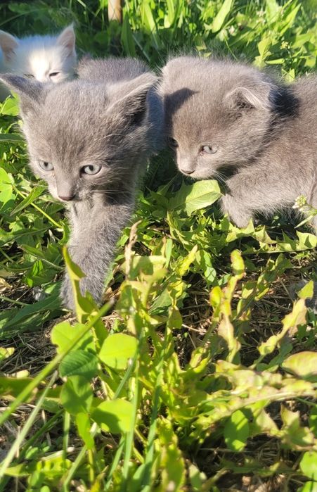 Котенок Дымчатый