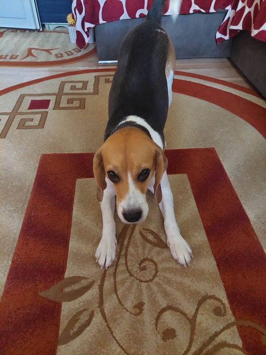Dau spre adopție caine beagle