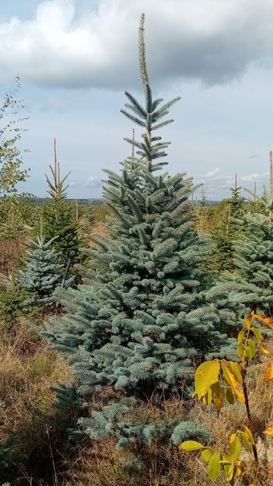 Brazi arginti și verzi