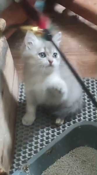 Мальчик-британец