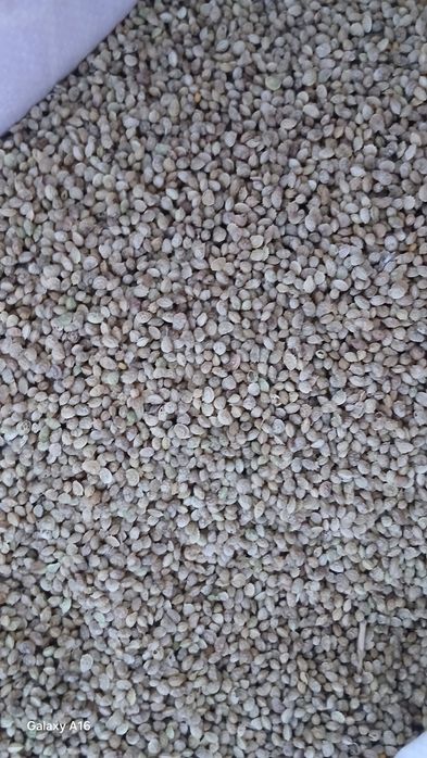 Эспарцет ұрығы бар