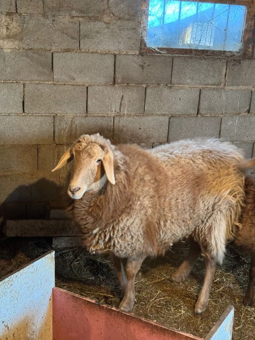 Бараны кой жирные