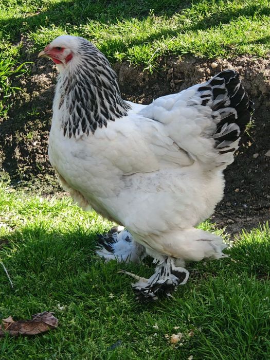 Pui Brahma Herminat Deschis HD