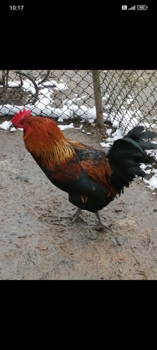 Vând cocosi de casa 120 de lei