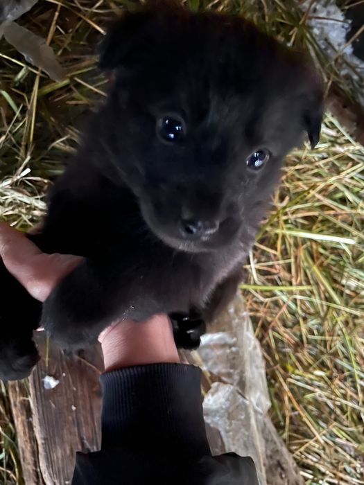 Щенки в добрые руки