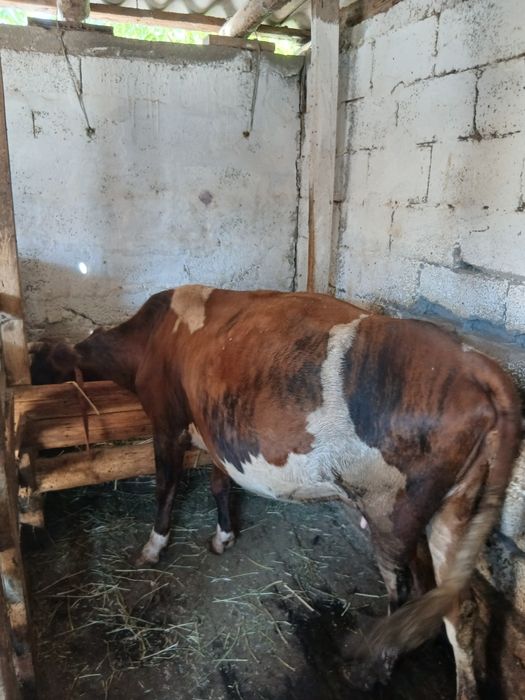 продам  2 коров  молодых