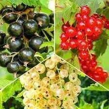 Butas (Răsad) de Strugurasi/ Coacăz roșu - Jonkheer van Tets Coacăze negru - Ben Nevis si Coacăze alb - White Pearl, pt plantat