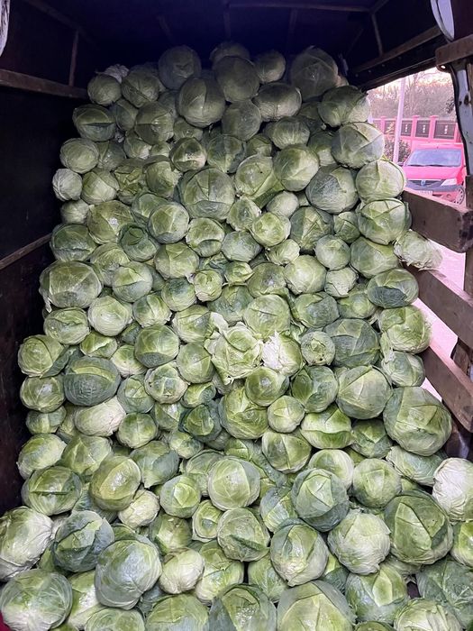 Vând varza de Buzău, cu frunza subțire, numai buna de murat!