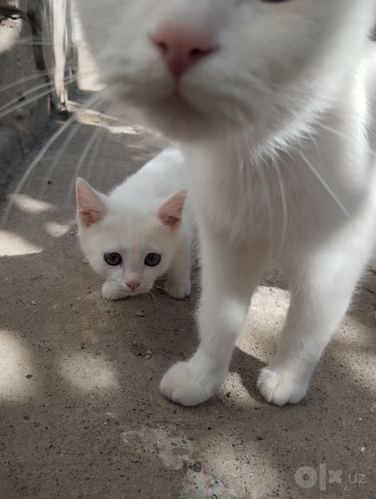 Продаёться котёнок 2 месяца