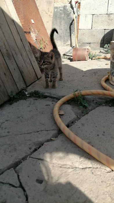 Отдам котят  в добрые руки