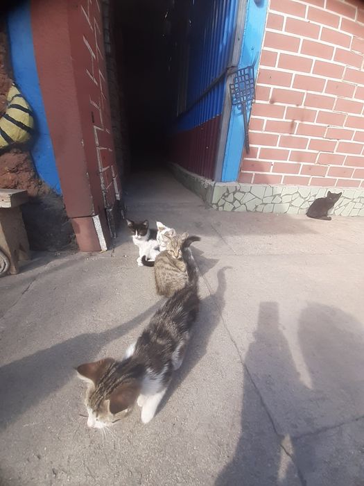 Сравнение.замечательные.котята
