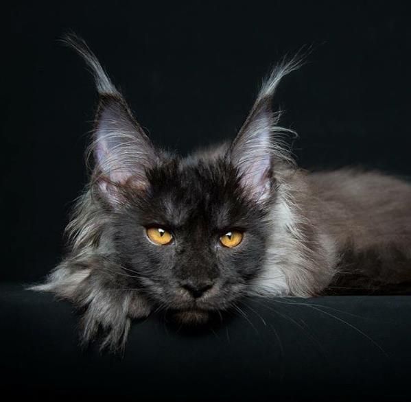 Black- ЧЁРНЫЕ мейн- кун Котята