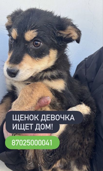 Милые щенки ищут дом!