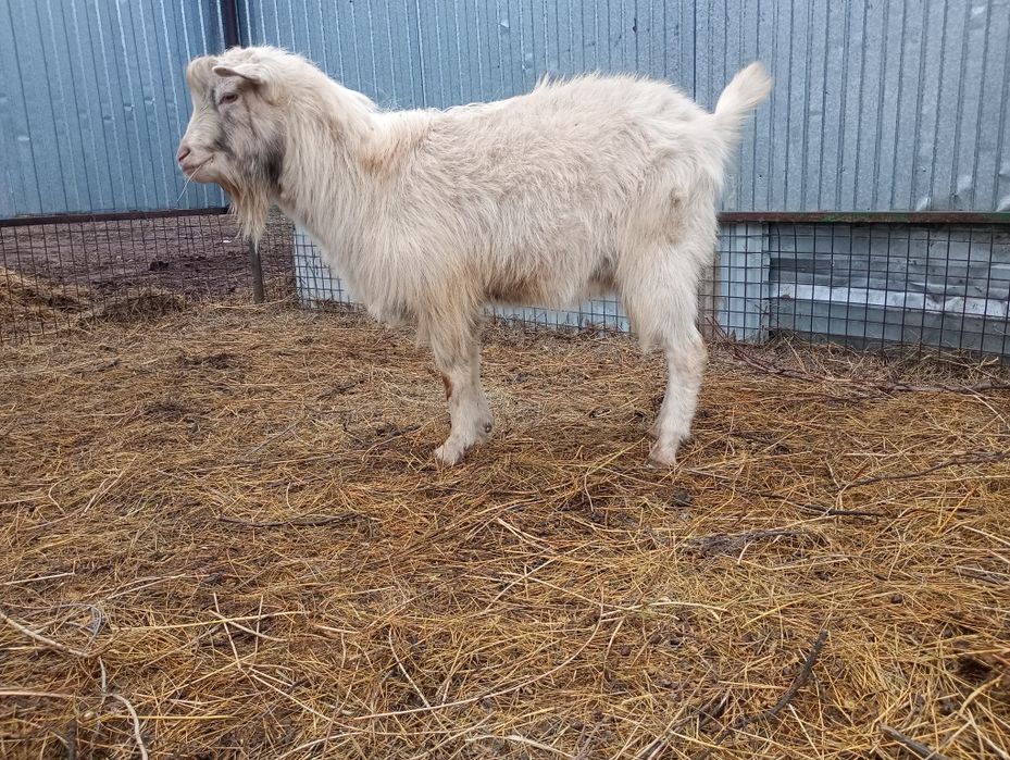 Продам козлов  на племя