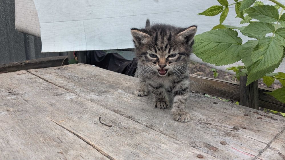 Котята редчайшей экспериментальной породы