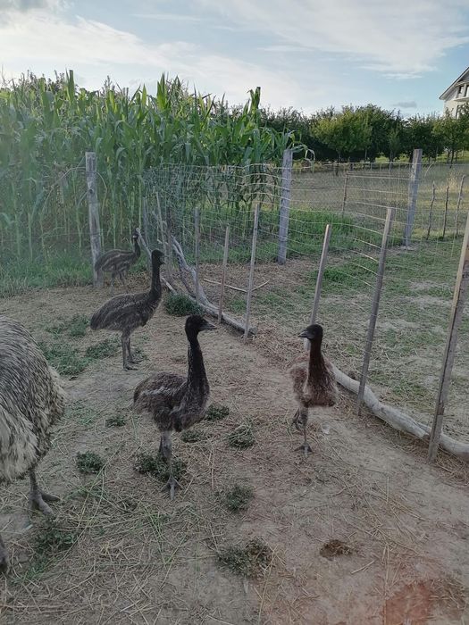 Puii pasarea emu.