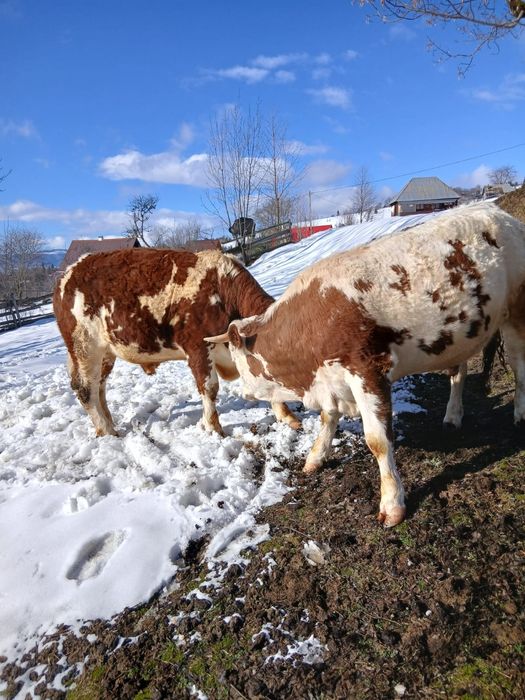 Vând junci  de 1 an jumate,rasa bălțată românească
