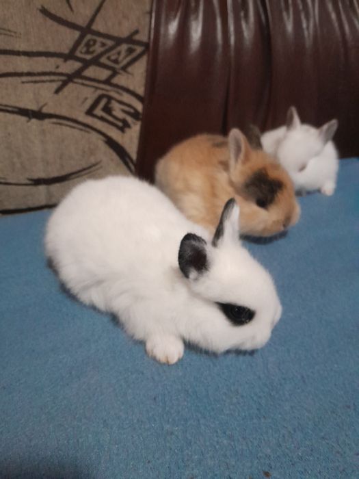 Iepurasi pitici pt copii cuminti