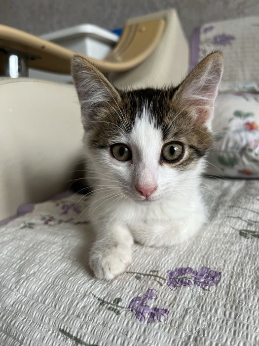 Отдам котенка в хорошие руки