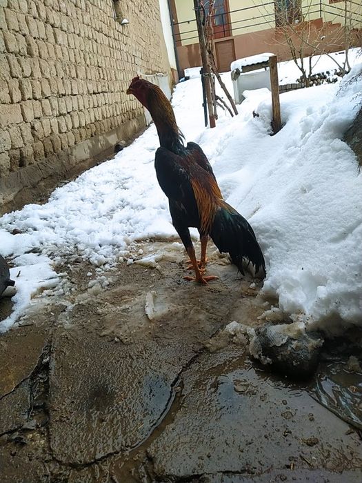 Dakan xoroz sotiladi