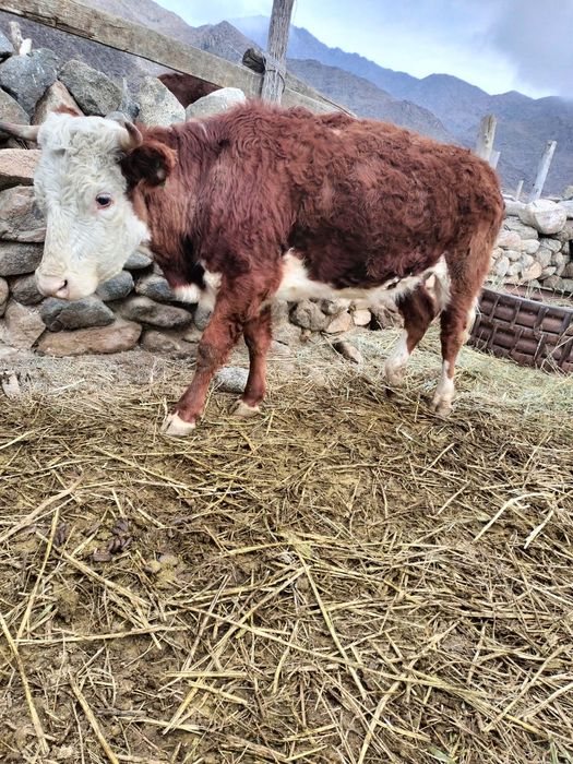 Ақ бас дөнежін сиырлар