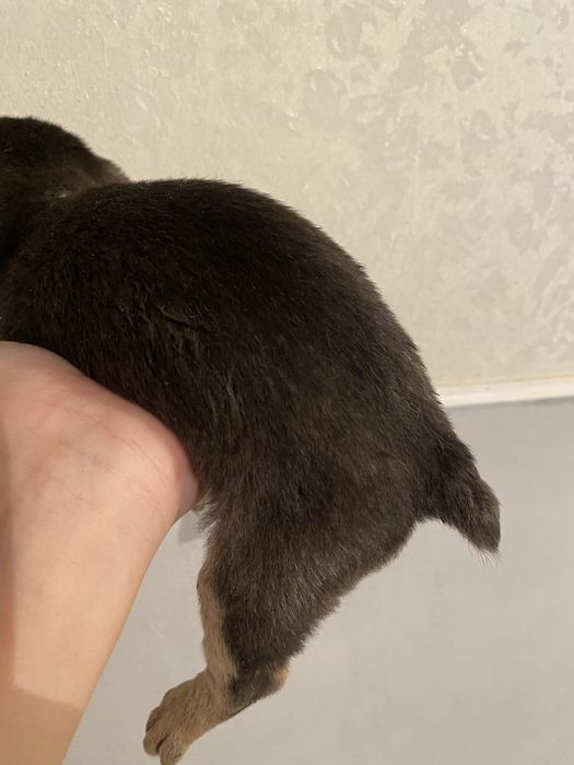 Терьер ! Срочно! Маленький очень! Той- терьер!