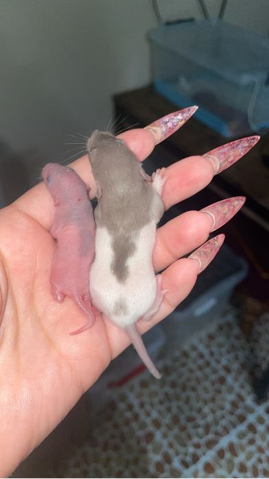 Крысы всех возрастов