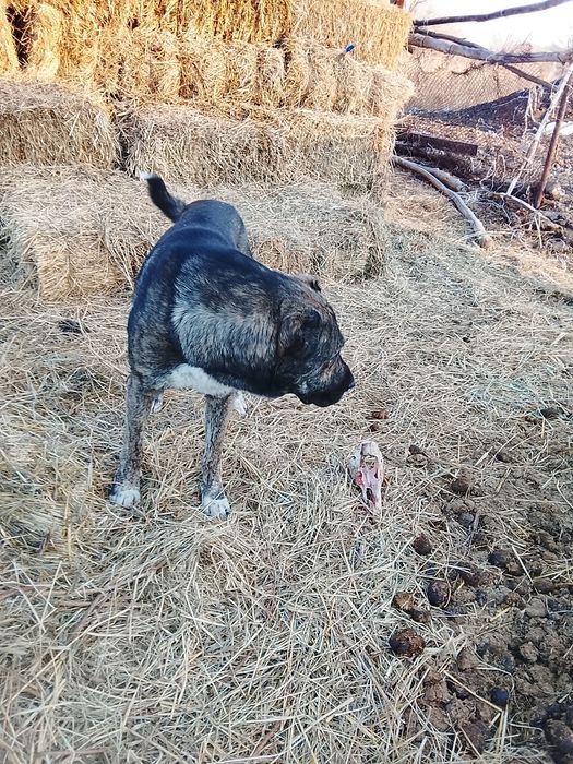 Кангал 1год кангал