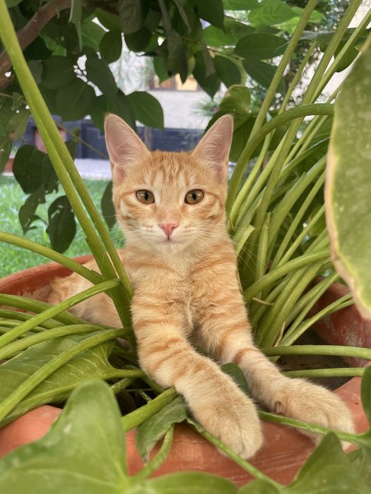 Кошка 6 месяцев девочка