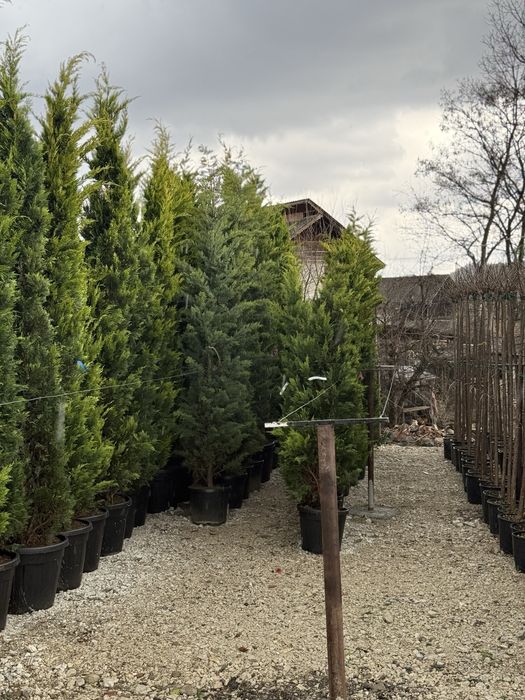 Vand leylandi/leylandi gold