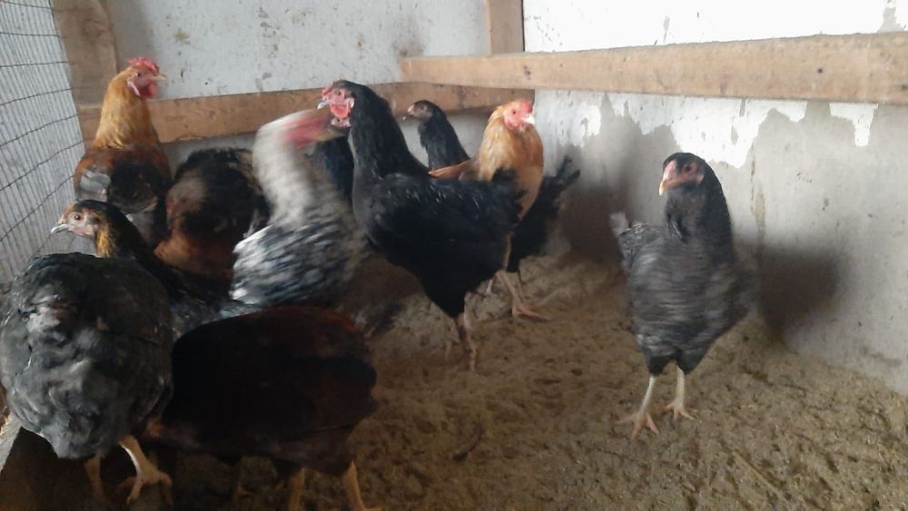 Продаются домашние курицы