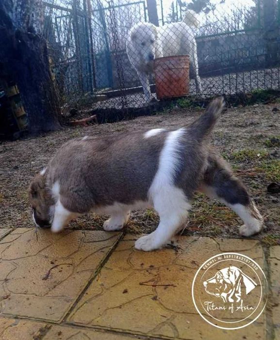 Женско САО , АЛАБАЙ , Туркменски Вълкодав