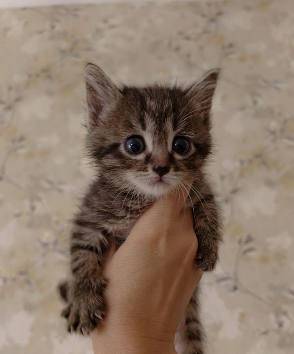 Котята малыши, 1 месяц