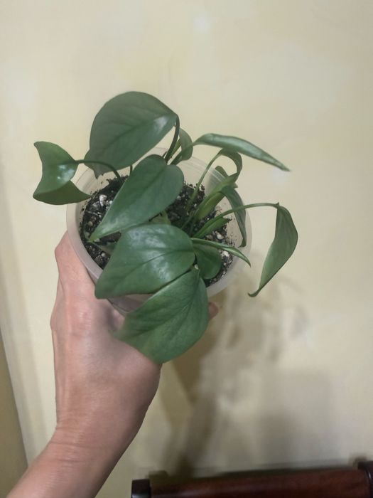 Эпипремнум себу блю