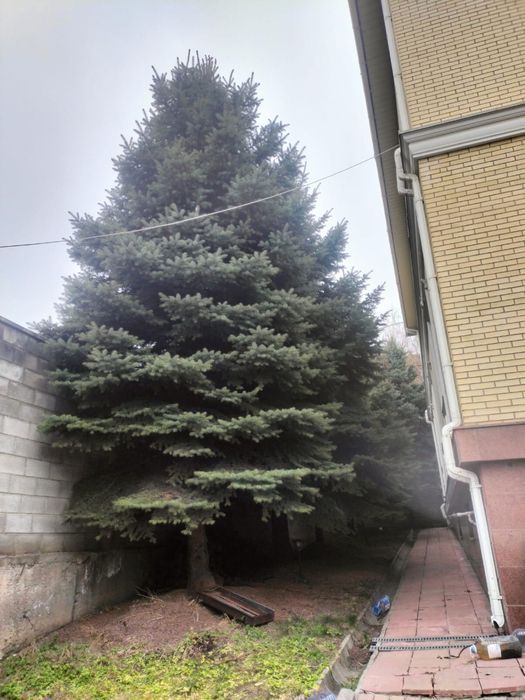 Продам елку 10 метров