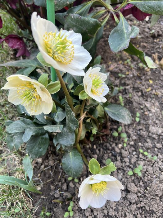 Trandafirul de craciun( Spanz)