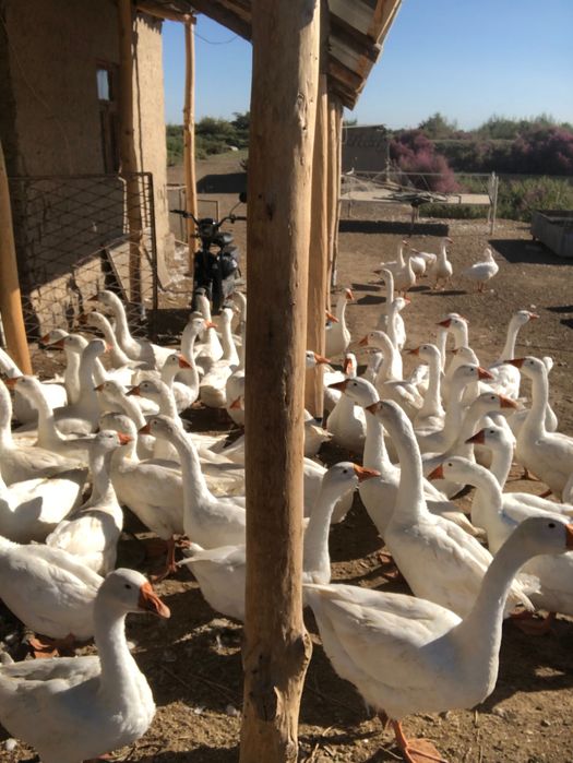 Гуси королевские, Линда, Датский мамут. G'ozlar