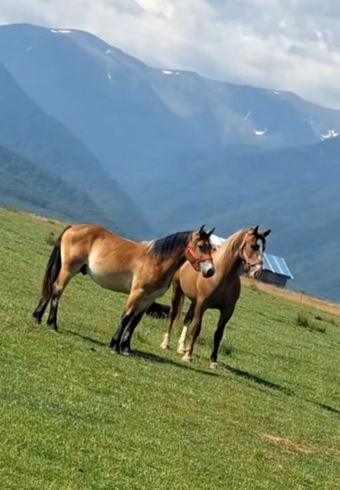 Vand Iapa de 2 ani și mânz de 1 an și 4 luni