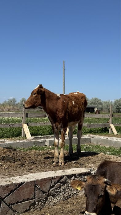 Продам телок от молочных коров