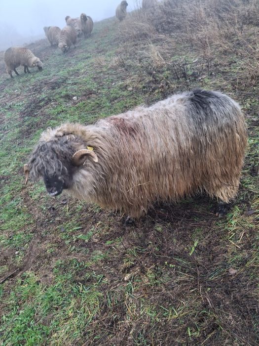 Vând Berbec Mior Bucălau