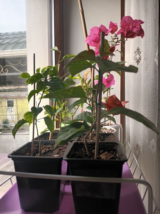 Цветы на продажу