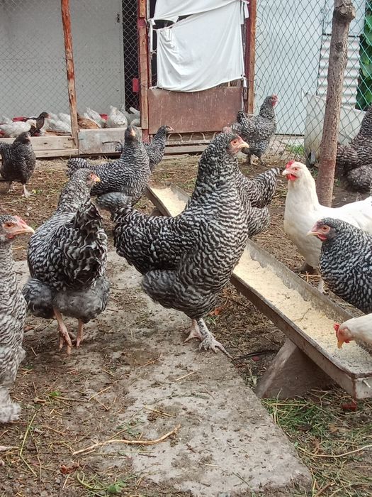 Продам молодых породистых петушков