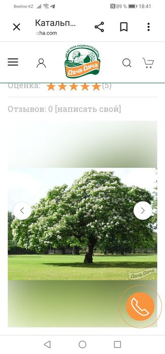 Катальпа белая красивая