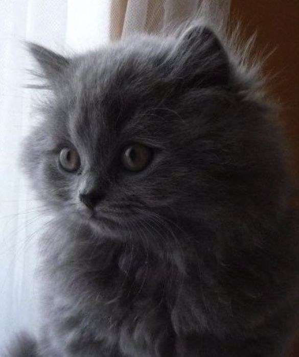 Britanskiy zotdor uzun yungli mushuk