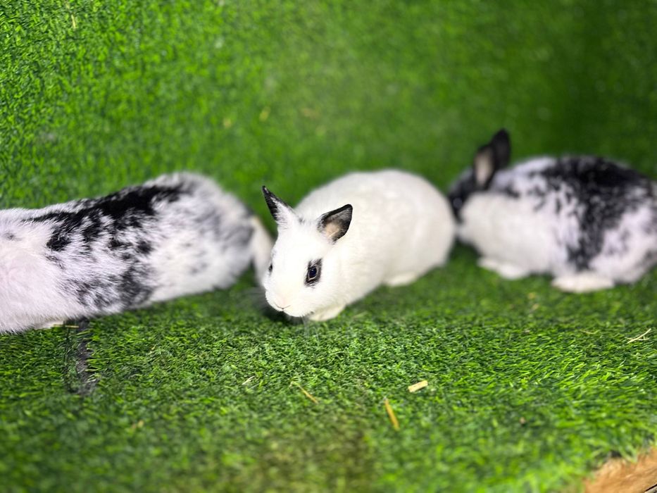 Quyon bollari sotiladi